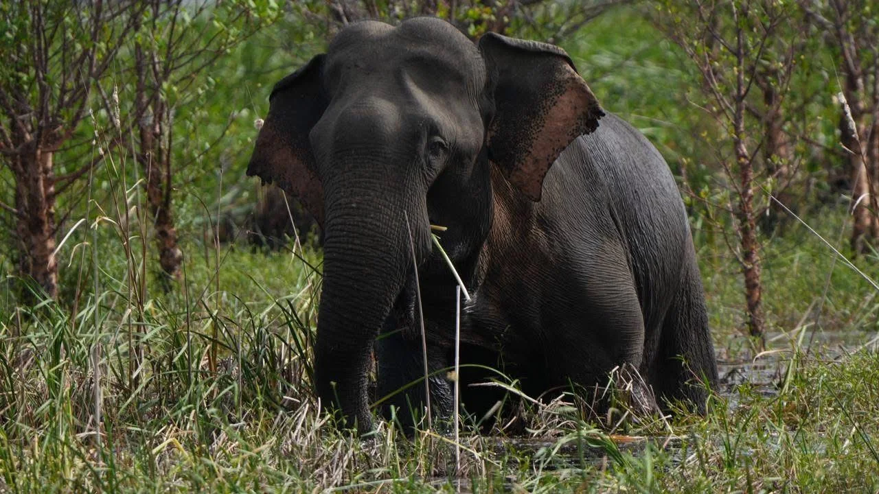 An elephant standing among tall grass and young trees in wet ground.