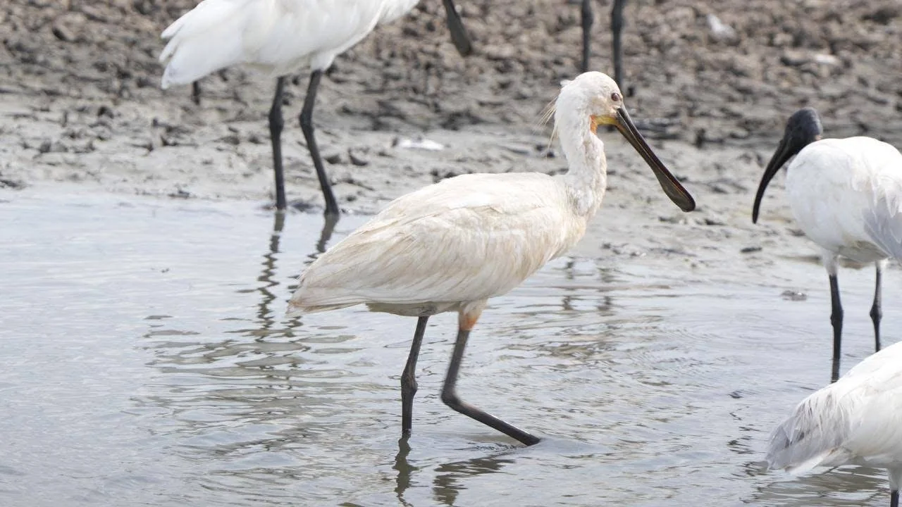 A Eurasian spoonbill wading through shallow water, with black-headed ibises nearby.