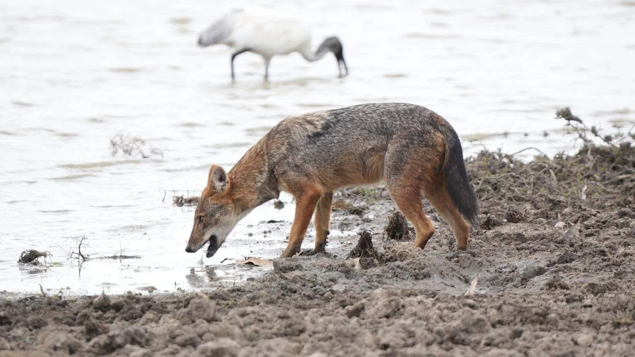 A golden jackal foraging at the muddy edge of a wetland, with a black-headed ibis behind it.