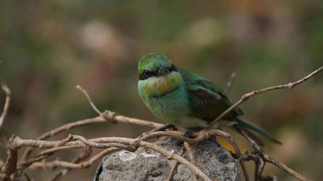 A green bee-eater perched on a tangle of thin, bare twigs.