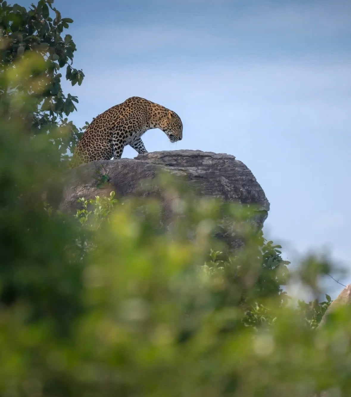 A leopard on top of a rocky outcrop, framed by blurred green foliage and sky.