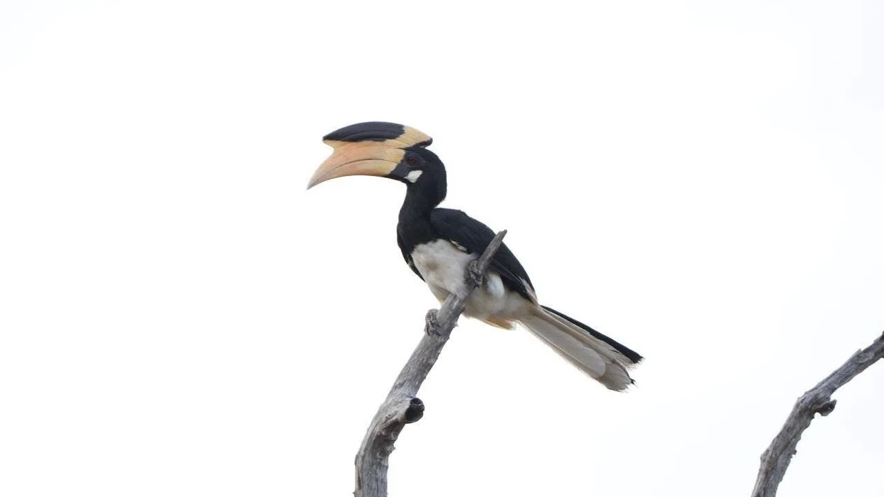 A Malabar pied hornbill perched on a bare branch against a pale sky.