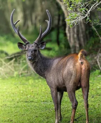 A sambar deer stag with large antlers and a dark brown coat standing on grass at a forest edge.