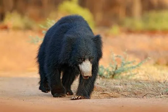 A sloth bear with a shaggy black coat and pale muzzle walking along a dirt track.